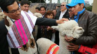 Minagri: Perú es el mayor productor de alpaca del mundo