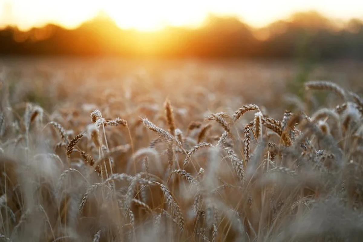Productores ucranianos denunciaron que Rusia robó 600.000 toneladas de grano y ya los exportan