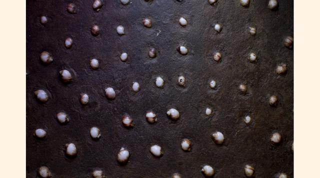 Conchas de mar adornan el suelo de la entrada a la casa de Pablo Neruda en Isla Negra (Chile). Las conchas fueron recogidas por el poeta ganador del Premio Nobel en la playa cerca de su casa. En tono de broma, solía explicar a sus amigos que las conchas s
