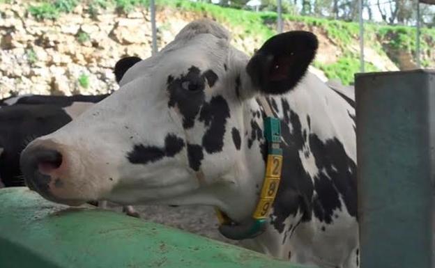 A través de un collar inteligente, conectado vía 5G, los investigadores monitorizan el estado de salud de las vacas y el momento concreto para ser ordeñadas. (Hoy.com)