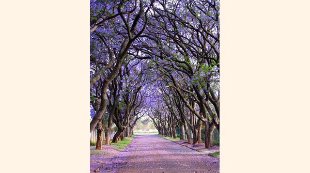 FOTO 4 | Jacarandás en Cullina, Sudáfrica.