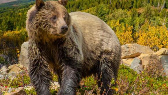 Expertos atribuyen el aumento de encuentros con osos a factores como el cambio climático y el declive demográfico. Foto: iStock