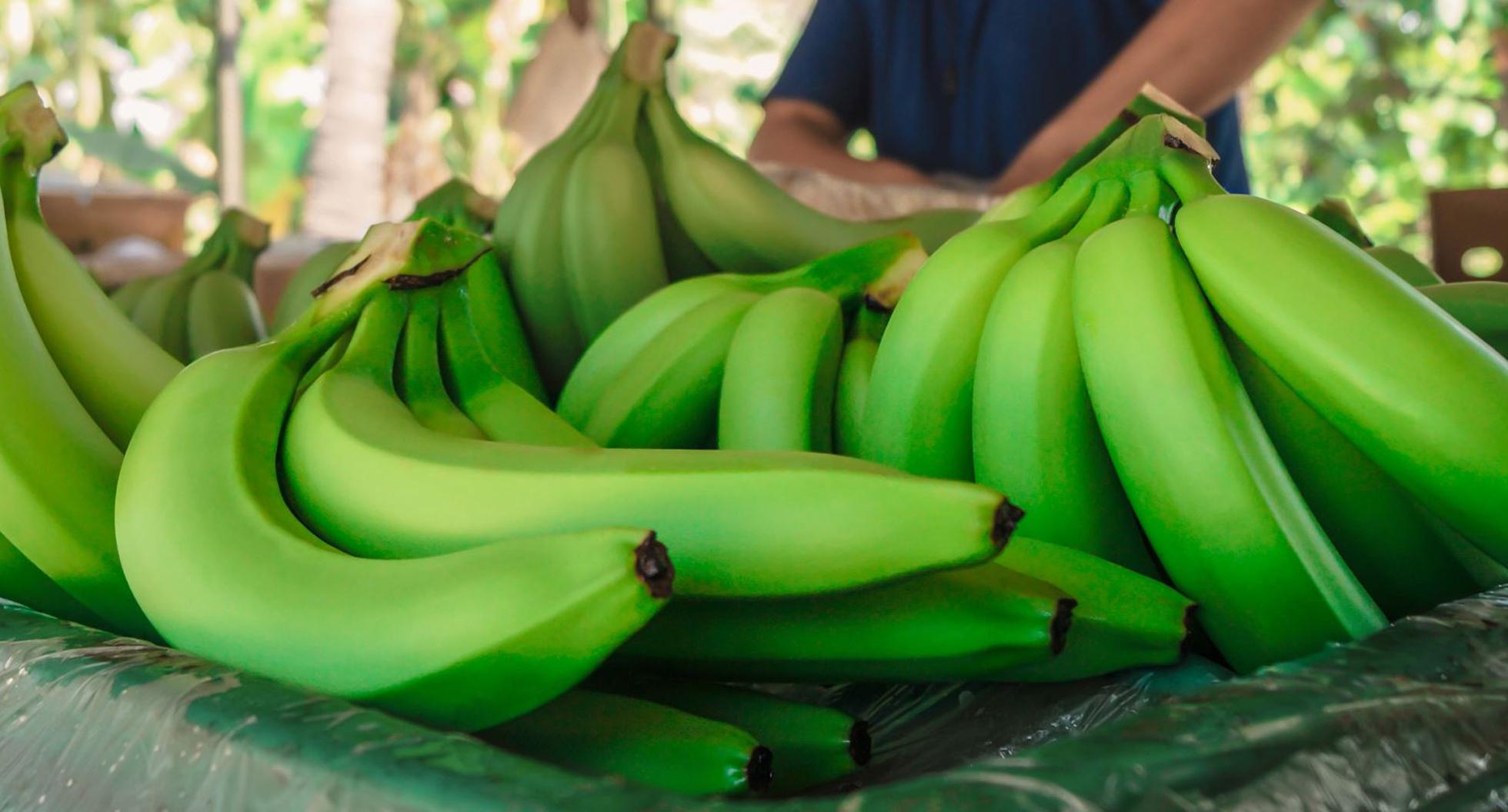 Perú ocupa el primer lugar como país exportador de banano orgánico, según cifras del 2018. (Foto: Andina)