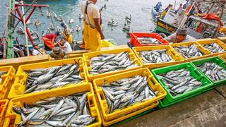 Termina temporada de pesca industrial de anchoveta con un 84% de capturas