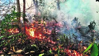 Estiman pérdida de 40,000 árboles de maderas preciosas por fuego en Bolivia