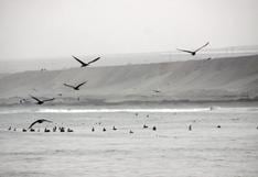 Zoológico atiende a aves marinas rescatadas de derrame de petróleo en Perú