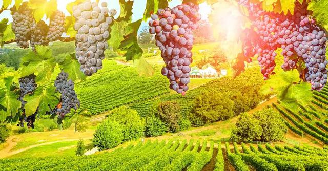 FOTO 10 | 1. Cape Winelands, Suráfrica (Foto: Shutterstock)