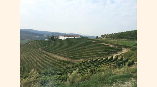 Asti, ubicada al noroeste de Italia, en la región Piamonte, es una zona que por sus características de clima, y agua todo el año, produce las uvas que dan origen al  espumante Riccadonna del Grupo Campari. En ella prevalecen colinas cubiertas de viñedos y