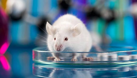 El estudio que ahora se publica tenía doble finalidad: comprobar si los efectos beneficiosos previamente observados en ratones con diversas enfermedades también ocurrían en ratones sin patologías y si pasaba a diferentes etapas de la vida. (Foto: iStock)