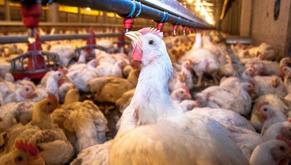 Cámara de Comercio de la Libertad alerta de un tercer brote de gripe aviar en la región del norte. Foto: Difusión