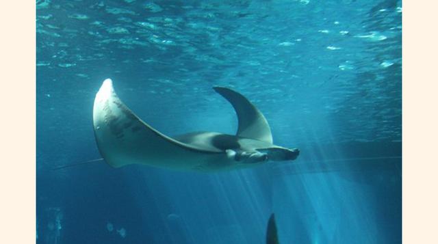 Oceanário de Lisboa,  Lisboa, Portugal. “Fantástico oceanario. Cautivador de principio a fin. Nos encantó sentarnos en el pequeño recoveco y mirar a las tortugas deslizarse sobre nosotros.”