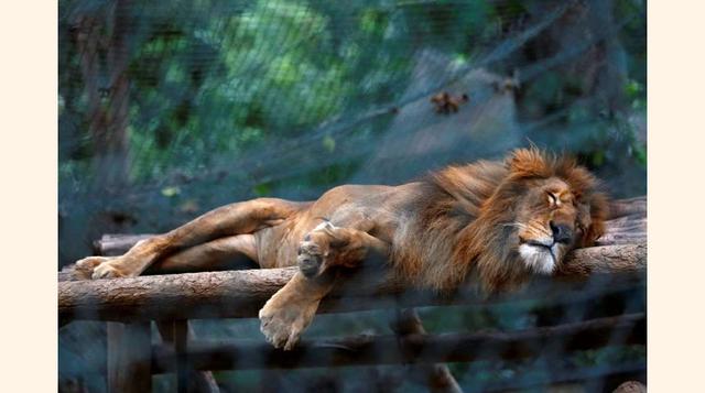 Centenares de animales se mueren de hambre debido a la grave falta de recursos que ha producido la crisis económica en Venezuela. En la imagen, un león duerme dentro de una jaula del zoo Caricuao de Caracas, el 12 de julio de 2016.