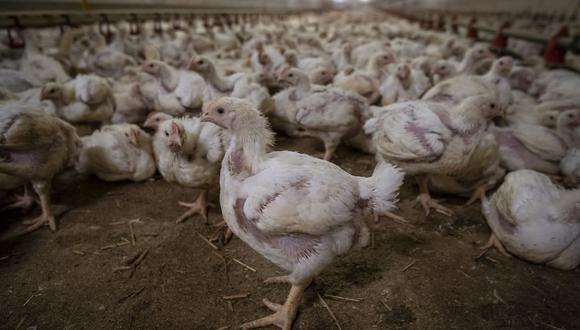 La gran mayoría de casos se da en aves silvestres migratorias, pero se han informado brotes en granjas, lo que ha provocado la muerte o el sacrificio de al menos 1.6 millones de pollos y patos en la región. (Foto referencial, Landkreis Rostock Wojtek RADWANSKI / AFP).