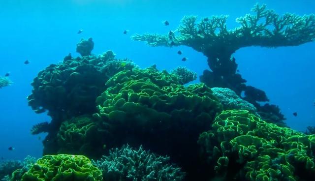 FOTO 6 | 6. Eliat (Israel). Debajo de las aguas prismáticas de este centro turístico del mar Rojo, en el extremo sur de Israel, se encuentra un arrecife coralino con cientos de variedades de peces neón, tiburones y mantarrayas. Para llegar ahí, los visitantes tenían que tomar un vuelo chárter desde Tel Aviv o arriesgarse a manejar por el camino polvoriento que atraviesa el área de unos 13.000 kiilómetros cuadrados del desierto de Néguev. Sin embargo, con la reciente apertura del aeropuerto Ramon, ubicado en el valle de Timna y que puede dar cabida a cuatro millones de pasajeros internacionales en tránsito al año. (Foto: NYTimes)