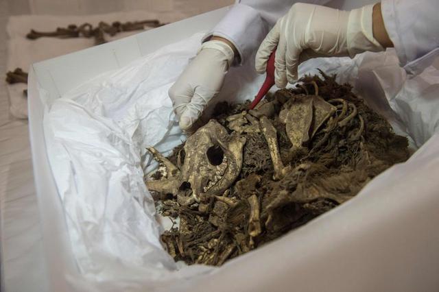 De los 54 santuarios, apenas se han recuperado unos 8 y de éstos solo 4 están al 100%. Se trata de un trabajo que requiere recursos y en vista de que no los reciben del Estado, apelan a universidades e instituciones extranjeras para que se interesen en de