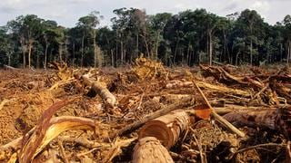 Más destrucción forestal en 2020 pese a desaceleración económica