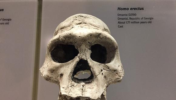 La especie ha sido situada hace alrededor de siete millones de años, lo que la convierte, por mucho, en el ancestro humano más antiguo conocido. (Foto: Pixabay | Referencial)