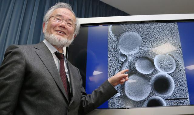 2016: Yoshinori Ohsumi (Japón) por sus investigaciones sobre la autofagia, cruciales para entender cómo se renuevan las células y la respuesta del cuerpo al hambre y las infecciones.