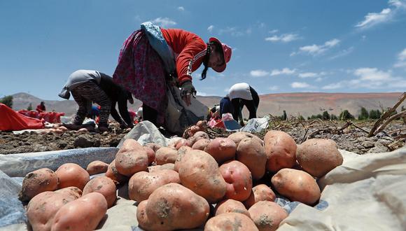 Cultivos de papa y quinua en la sierra sur oriental y el Altiplano afectados por escazas lluvias. Foto: GEC