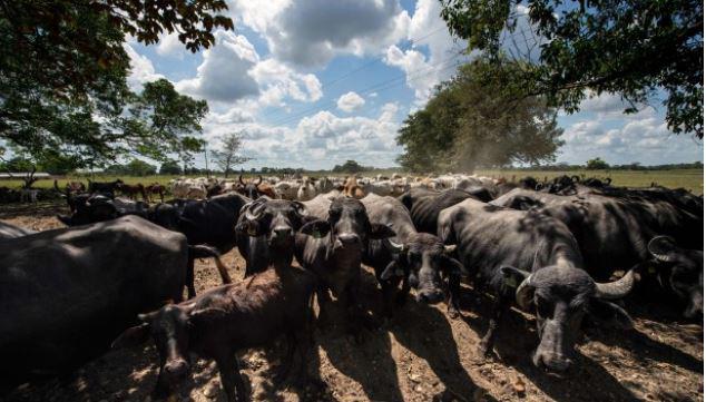 Ganado. (Foto: AFP).