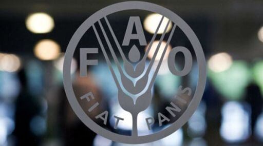 FAO: Russian invasion threatens global food and fertilizer chain