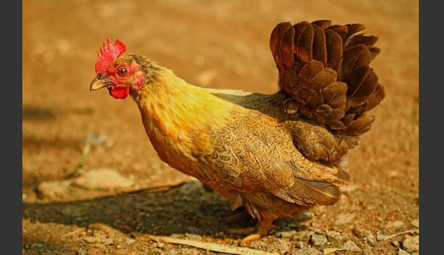 FOTO 8 | 8. ¿Gallinas?. Aunque no lo creas, hay quien hizo un negocio rentando aves. Lanzado a principios de este año, Rent the Chicken surgió de la idea de los esposos Jenn y Phillip Tompkins, originarios de Pensilvania. Se dirige a aquellas personas que están apostando por la tendencia urbana de granjas, y permite a los consumidores rentar dos gallinas ponedoras y todas sus provisiones para cuidarles, así como un curso en su mantenimiento y cuidado por US$ 350. El periodo de renta va de mayo a noviembre.

Los Tompkins afirman que su negocio acepta el compromiso de cuidar a las gallinas desde que son polluelos, y que reduce el número de gallinas abandonadas. Entregan y recogen a las aves en un radio de 100 kilómetros de su pueblo y reemplazan las que son comidas por predadores. Sin embargo, también pueden quitarte tus derechos de renta y cobrarte una compensación si la gallina muere por falta de cuidados.