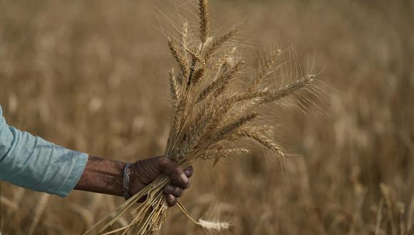 Antes de la prohibición de exportar, 100 kilos de trigo valían 2,300 rupias (unos US$ 30). Después, los precios se desplomaron a 2,015 rupias, el precio mínimo fijado por el gobierno para comprar el grano. (Foto: AP/Channi Anand).