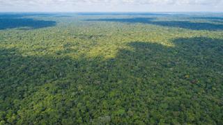 Minagri ya culminó borrador de la nueva ley forestal