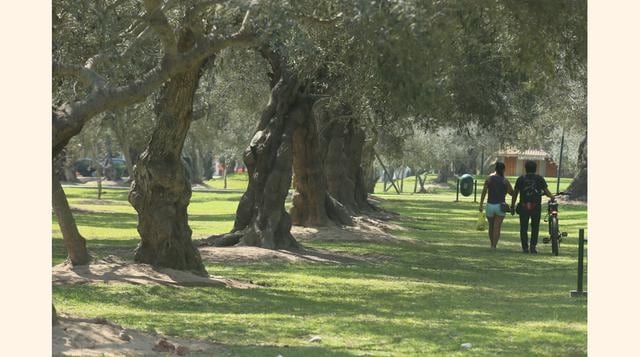 El primer registro está en un inventario colonial de 1730, cuando se contabilizaron 1,500 olivos. En 1777 se convirtió en propiedad del conde Isidro de Cortázar y en 1930 dejó de ser un huerto cerrado para convertirse en un espacio público. (Foto: usi)