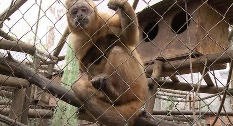 Más de 80,000 animales víctimas de tráfico ilegal fueron confiscados en Perú desde el 2000