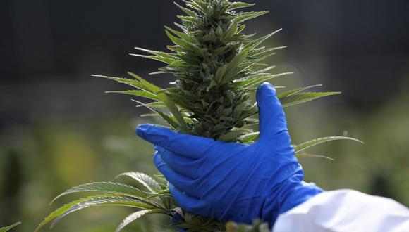 Un trabajador revisa plantas de marihuana en una plantación legal de cannabis con fines medicinales en el municipio de Guatavita, departamento de Cundinamarca, Colombia, el 14 de septiembre de 2021. (Raul ARBOLEDA / AFP).