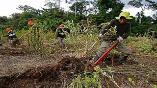 Nuevas zonas de hoja de coca ilegal en Perú ahora se concentran en áreas protegidas