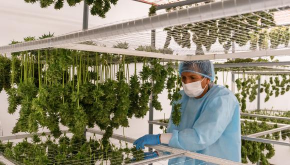 La industria del cannabis percibe la droga como una medicina basada en plantas, haciendo a un lado las antiguas preocupaciones sobre las desventajas de la droga como tácticas de miedo de los prohibicionistas.
