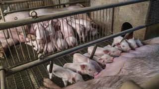 Ante guerra comercial, Brasil emerge ganador de peste porcina