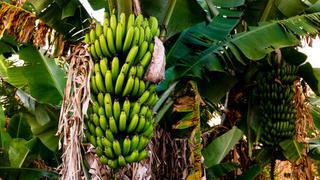 Bananeros bolivianos preocupados por baja en precios y venta