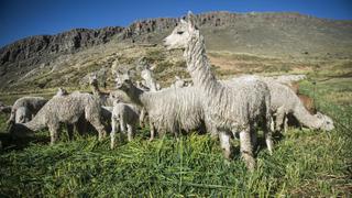 Anticuerpo de la alpaca combate variantes brasileña, británica y sudafricana