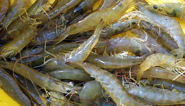 El Produce estima que la exportación de langostino a China podría alcanzar los US$800 millones en el mediano plazo. (Foto: GEC)