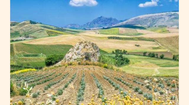 SICILIA, ITALIA. Sicilia tiene todo lo que una persona puede desear, por una parte el Mediterráneo y por la otra un paisaje verde lleno de colinas, olivos y sobre todo viñedos, siendo una de las regiones más ricas en la producción de vinos.