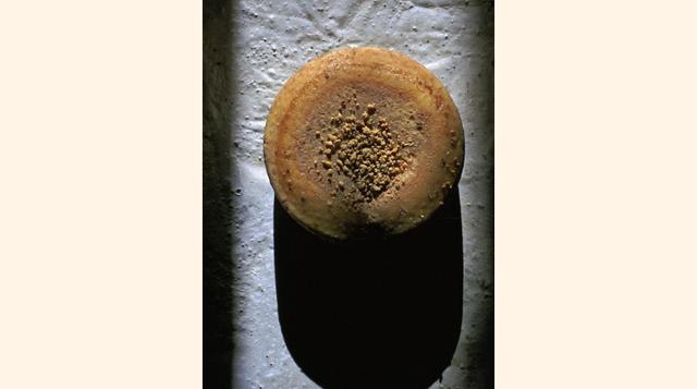 Hecho con leche de oveja, el queso Casu Marzu de Cerdeña se deja para que fermente y se descomponga, hasta que se llene de larvas de mosca. (Foto: Getty)