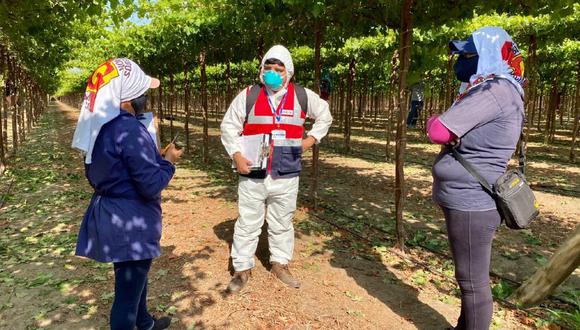 Ica: Sunafil inspeccionó 245 empresas agroindustriales y agroexpotadoras logrando que 3,200 trabajadores agrarios sean incorporados a planilla. (Foto: Sunafil)