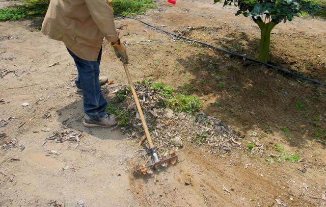 Foto 4 | (Foto: Senasa)