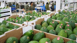 Perú iniciará este mes exportaciones de palta Hass a China