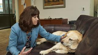 El auge de perros que dan consuelo en las cortes impulsa una ley en EE.UU.