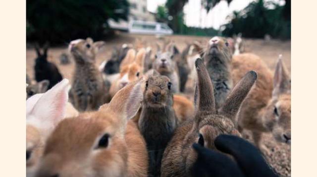 Okunoshima, también conocida como « la isla de los conejos », es un verdadero paraíso para estas pelotitas peludas y orejonas. Los primeros conejos de la isla fueron utilizados como conejillos de indias para probar armas químicas durante la guerra, ¡pero 