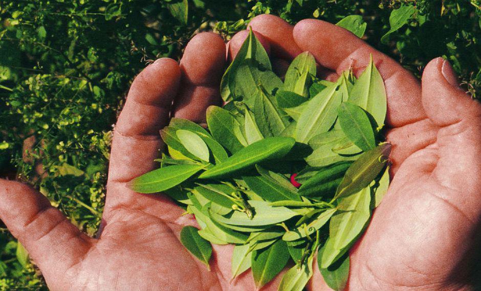 Hoja de coca (Foto: difusión)