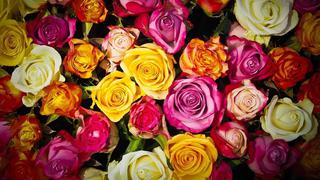 Las rosas colombianas para San Valentín, un trasfondo de resiliencia femenina