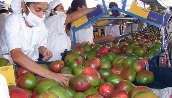 Altas temperaturas ponen en peligro la campaña de mango 2024-2025.