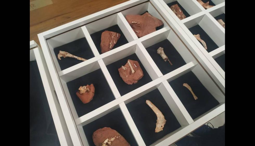 Imagen del folleto publicada por la oficina de comunicaciones de la Universidad Estatal de Maringa (UEM) de los huesos fosilizados de un dinosaurio en Maringa, estado de Paraná, Brasil. (Foto: AFP)
