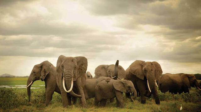 The Ivory Game. No es secreto que los elefantes corren peligro en tierras africanas. El botín es el precioso marfil que cuelga de sus mandíbulas. Ahora, la caza de los “cazadores” ha comenzado. (Foto: theivorygame)