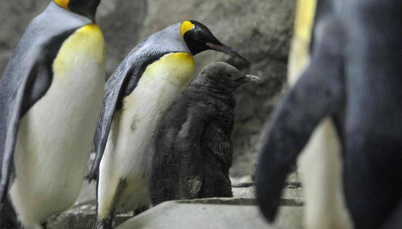 Ni los pingüinos pueden enfrentar la hora de frío que azota Canadá.
